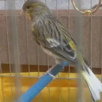 قناری ماده سبز و عروس هلندی سخنگو|پرنده|نهاوند, |دیوار