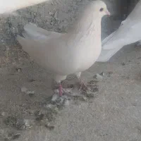 چند‌جفت‌کفتر‌درجه‌یک‌‌مخصوص‌جوجه‌گیری