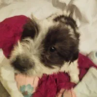 سک خونگیی نژاد دار|سگ|سنندج, |دیوار