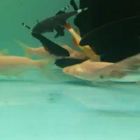 ماهی زینتی|ماهی|اسلامشهر, مطهری|دیوار