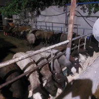 گوسفند.میش چاق