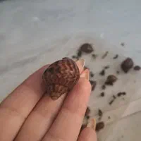 حلزون مارژیناتا