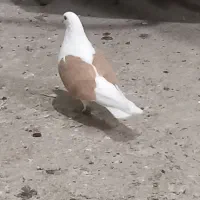 کبوتر پشت زرد وهما