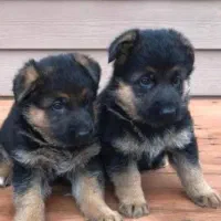 معاوضه توله دوبرمن با کبوتر