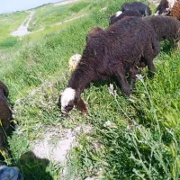 بره قوچ پوست گاوی لخت