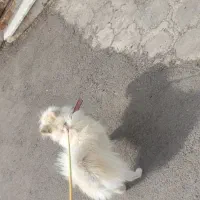 سگ پاکوتاه|سگ|بم, |دیوار