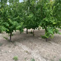 فروش باغ|فروش زمین و ملک کلنگی|تهران, کریم‌آباد|دیوار