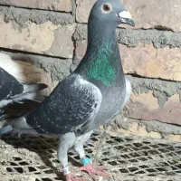 پرنده