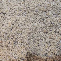 گندم شکسته قریخ