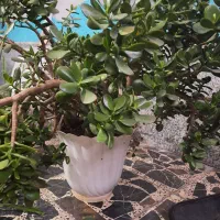 گل طبیعی|گل و گیاه طبیعی|رشت, شهرک صبا|دیوار