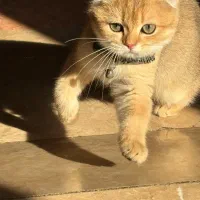 اسکاتیش ،بیریتیش گلد ماده