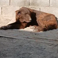 سگ لاس قدرجونی|سگ|اصفهان, بوستان ناژوان|دیوار