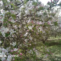 باغ|فروش دفتر صنعتی، کشاورزی، تجاری|بروجرد, |دیوار