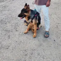 سگ ژرمن اصیل