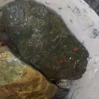 الماس کربونادو و یشم|بدلیجات|مشهد, شهرک شهید باهنر|دیوار