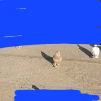 کوهی مایدوم و سرکه ای مایدوم نر|پرنده|همدان, |دیوار