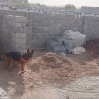 باغچه-نیمه-ساخته