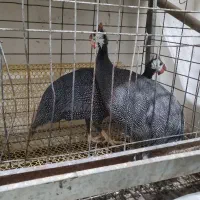 مرغ شاخدار قیمت پایینتر از همه جا