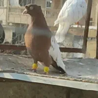 سینه سرخ وسینه زرد