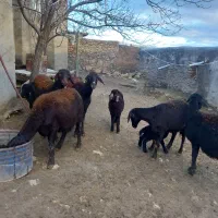 گوسفند|حیوانات مزرعه|ایجرود, |دیوار