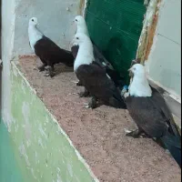 کبوتر کربلای|پرنده|هامون, |دیوار