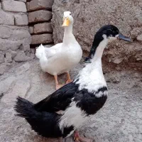مرغابی