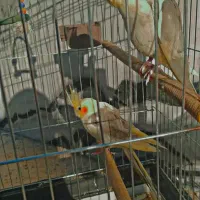 عروس هلندی|پرنده|شهرکرد, |دیوار