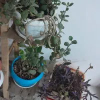 گل طبیعی|گل و گیاه طبیعی|مشهد, گلبرگ شمالی|دیوار
