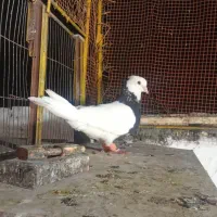 پرنده طوقی زرین نر