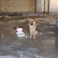 سگ ژرمن