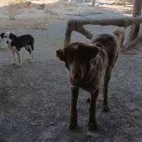 توله لاس فی 10تخفیف پایه معامله|سگ|شاهین‌شهر, برخوار غرب|دیوار