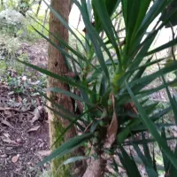 گل یوکا|گل و گیاه طبیعی|لیسار, |دیوار