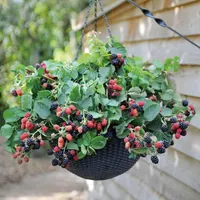 کیوی سیب گلابی الوچه گردو موز گیلاس|خدمات باغبانی و درختکاری|شیراز, دشت چنار|دیوار