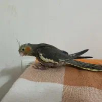 عروس هلندی دون خور ماده|پرنده|بروجرد, |دیوار