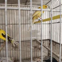 قناری رسمی بلند|پرنده|تهران, امام زاده عبدالله|دیوار