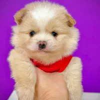 سگ‌پامرانین خرسی نر ۳ماهه مینیاتوری جیبی