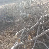 چوب پسته برا شومینه وذغال