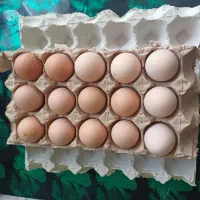 تخم مرغ نطفه دار برهما اصل