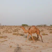 شتر|حیوانات مزرعه|تخت, |دیوار