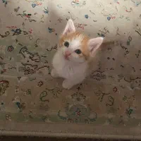 واگذاری بچه گربه