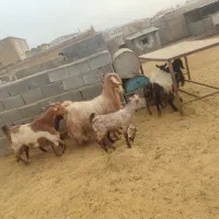 فروش بز کهره دار درجه یک جوان|حیوانات مزرعه|پاسارگاد, |دیوار