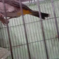 سهره خرما خور از هواز اوردم