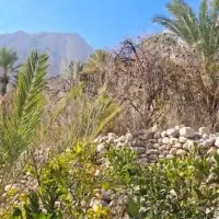 فروش-باغ-مرکبات-شهر-فارغان-روستای-تیدر