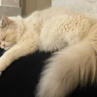 گربه پرشین|گربه|گرگان, |دیوار