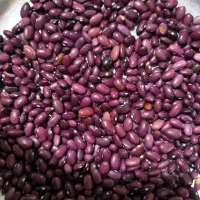 لوبیاقرمز درجه یک|عمده‌فروشی|پادنا, |دیوار