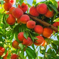 فروشگاه نهال|گل و گیاه طبیعی|قم, شهدا|دیوار