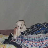 فروش توله ۲ماهه نرپامر