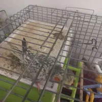 عروس هلندی کلباقالی ماده تعویض با عروس نر یکساله