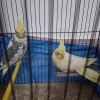 عروس هلندی