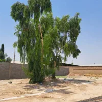 برش نخل درختان باغی و تنه درختان هرس و پاکن|خدمات باغبانی و درختکاری|شیراز, ارم|دیوار